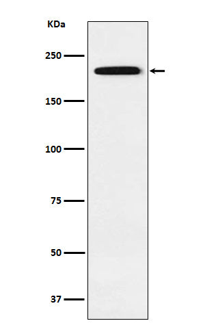 Western blot analysis of Gli3 expression in 293 cell lysate.