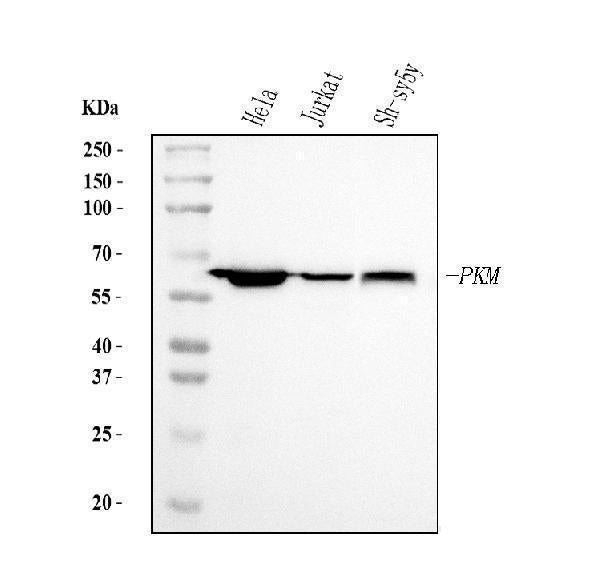 Anti-PKM2 Antibody Picoband® (monoclonal, 11I4C3)