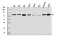 Anti-HGS Antibody Picoband® (monoclonal, 6C2E1)