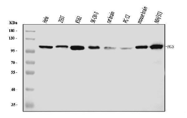 Anti-HGS Antibody Picoband® (monoclonal, 6C2E1)
