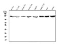 Anti-CRM1 XPO1 Antibody Picoband® (monoclonal, 5G3)