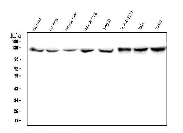 Anti-CRM1 XPO1 Antibody Picoband® (monoclonal, 5G3)