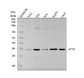 Anti-PIM1 Rabbit Monoclonal Antibody