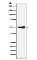 Western blot analysis of FOXL2 expression in Jurkat cell lysate.