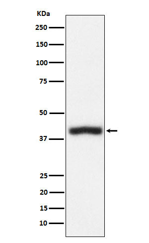Western blot analysis of CD1c expression in Jurkat cell lysate.