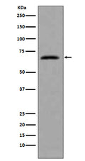 Western blot analysis of extracts from HeLa cells, using CDC7 antibody.