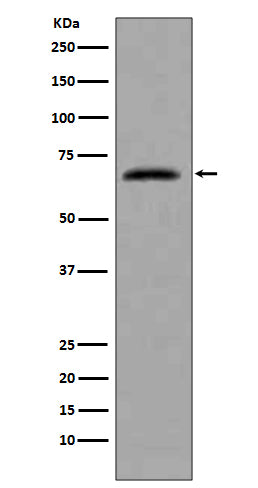 Western blot analysis of extracts from HeLa cells, using CDC7 antibody.