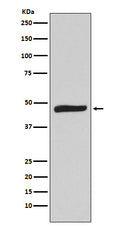 Western blot analysis of MAPKAP Kinase 2 expression in Hela cell lysate.