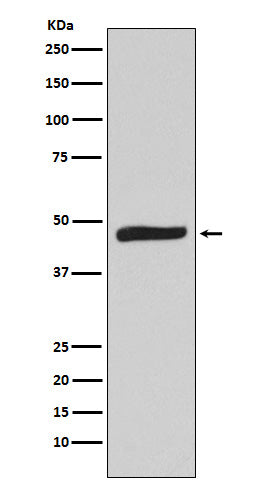 Western blot analysis of MAPKAP Kinase 2 expression in Hela cell lysate.