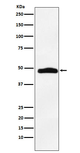 Western blot analysis of MAPKAP Kinase 2 expression in A431 cell lysate.