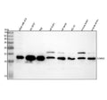 Anti-Stathmin 1 STMN1 Rabbit Monoclonal Antibody