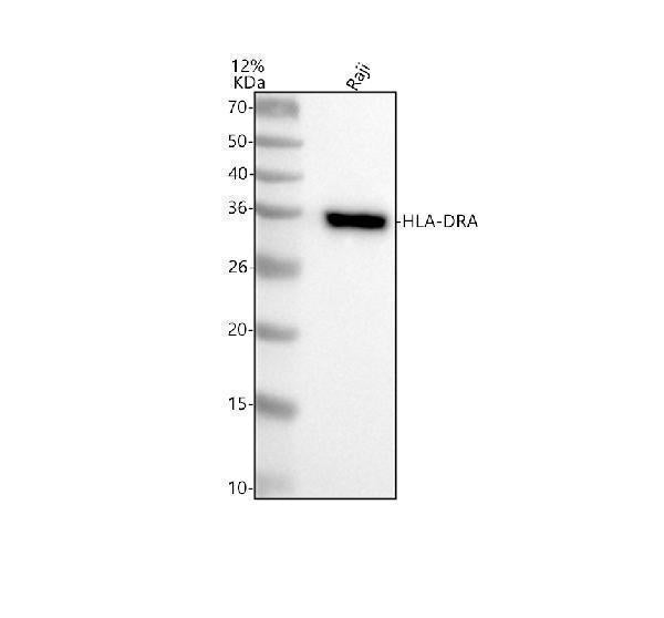 Anti-HLA-DRA/Hla Dr Rabbit Monoclonal Antibody
