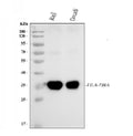 Anti-HLA-DR/HLA-DRA Antibody Picoband® (monoclonal, 8I10H1)