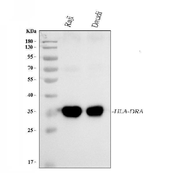 Anti-HLA-DR/HLA-DRA Antibody Picoband® (monoclonal, 8I10H1)
