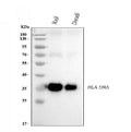Anti-HLA-DR/HLA-DRA Antibody Picoband® (monoclonal, 5B13F7)