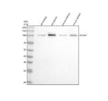 Anti-VCAM1/Cd106 Rabbit Monoclonal Antibody