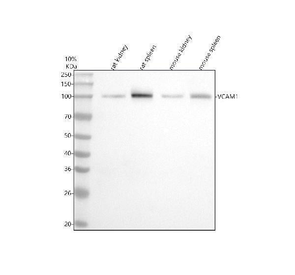 Anti-VCAM1/Cd106 Rabbit Monoclonal Antibody