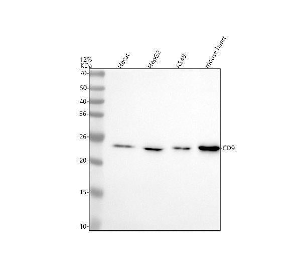 Anti-CD9 Rabbit Monoclonal Antibody