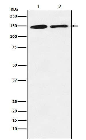 Western blot analysis of mSin3A expression in (1) K562 cell lysate; (2) RAW 264.7 cell lysate.