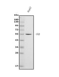 Anti-Fibrinogen beta chain/FGB Antibody Picoband® (monoclonal, 6D12)