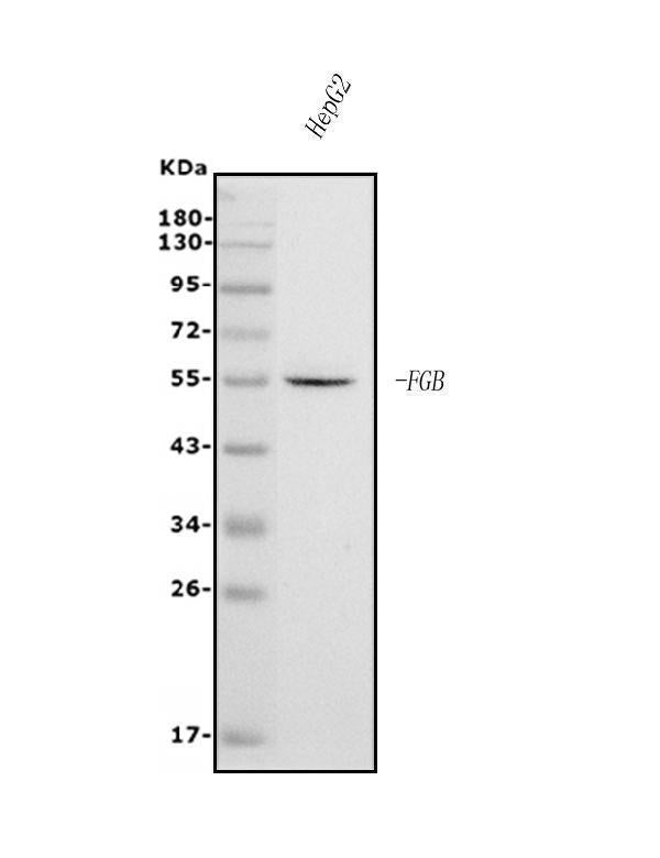 Anti-Fibrinogen beta chain/FGB Antibody Picoband® (monoclonal, 6D12)