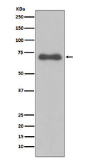 Western blot analysis of NUMB expression in Ramos cell lysate.