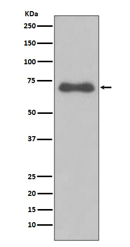 Western blot analysis of NUMB expression in Ramos cell lysate.