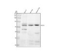 Anti-MUC2 Rabbit Monoclonal Antibody