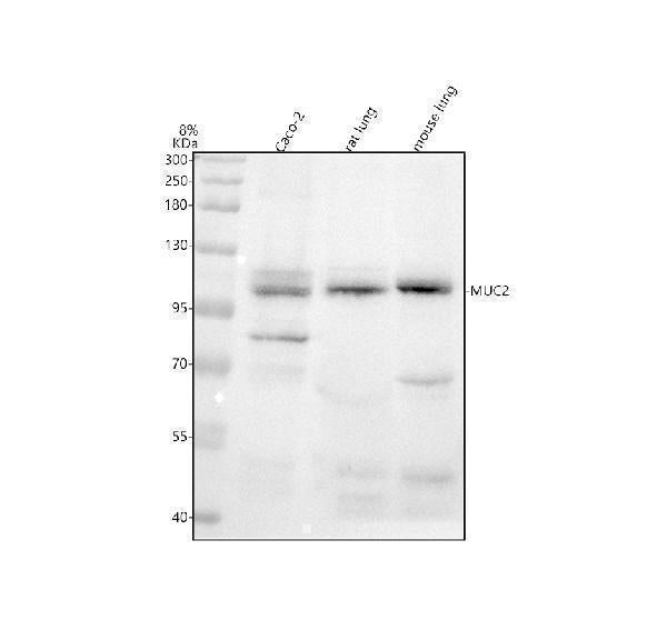 Anti-MUC2 Rabbit Monoclonal Antibody