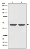 Western blot analysis of AGTR1 expression in (1) HeLa cell lysate; (2) PC-12 cell lysate.