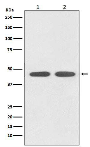 Western blot analysis of AGTR1 expression in (1) HeLa cell lysate; (2) PC-12 cell lysate.