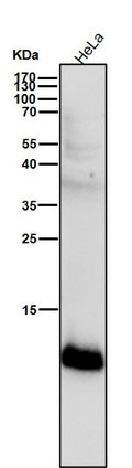 All lanes use the Antibody at 1:2K dilution for 1 hour at room temperature.
