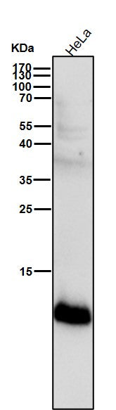 All lanes use the Antibody at 1:2K dilution for 1 hour at room temperature.