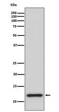 Western blot analysis of TRX1 expression in HeLa cell lysate.