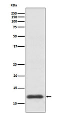 Western blot analysis of TRX1 expression in HepG2 cell lysate.
