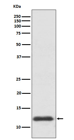 Western blot analysis of TRX1 expression in HepG2 cell lysate.