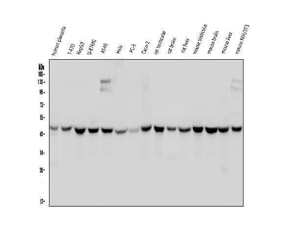 Anti-WWOX Antibody Picoband® (monoclonal, 3D10)
