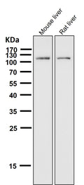 All lanes use the Antibody at 1:1K dilution for 1 hour at room temperature.