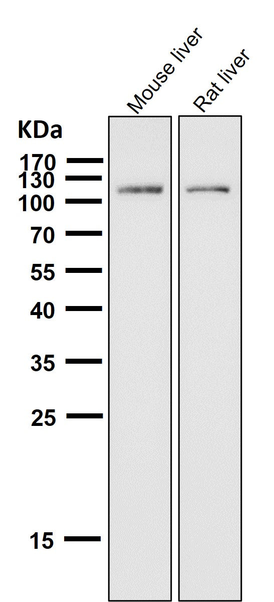 All lanes use the Antibody at 1:1K dilution for 1 hour at room temperature.