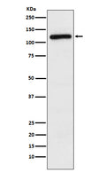 Western blot analysis of APLP2 expression in HeLa cell lysate.