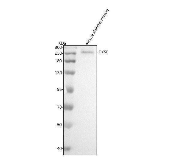 Anti-Dysferlin Rabbit Monoclonal Antibody