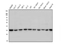 Anti-STUB1 Antibody Picoband® (monoclonal, 13I8)