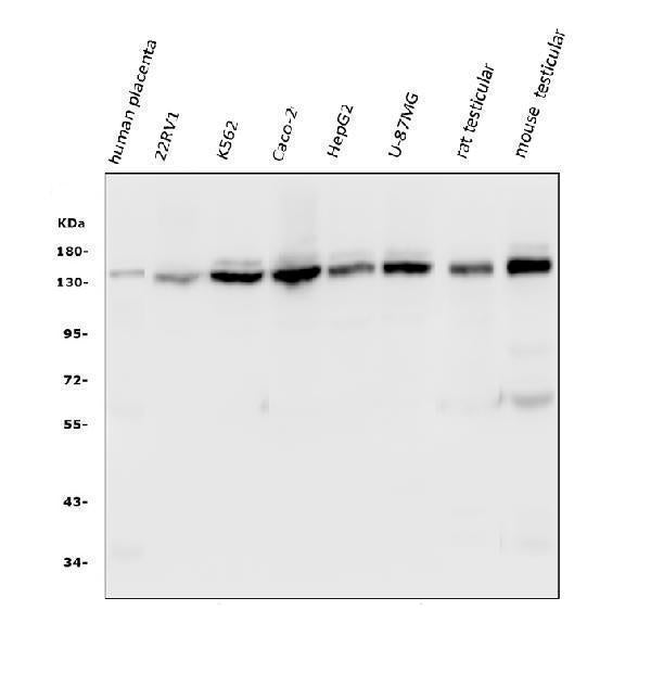 Anti-HAUSP/USP7 Antibody Picoband® (monoclonal, 5E2)