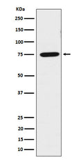 Western blot analysis of LPP expression in HeLa cell lysate.