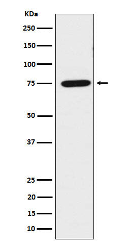 Western blot analysis of LPP expression in HeLa cell lysate.