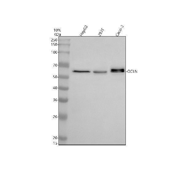 Anti-Occludin OCLN Rabbit Monoclonal Antibody