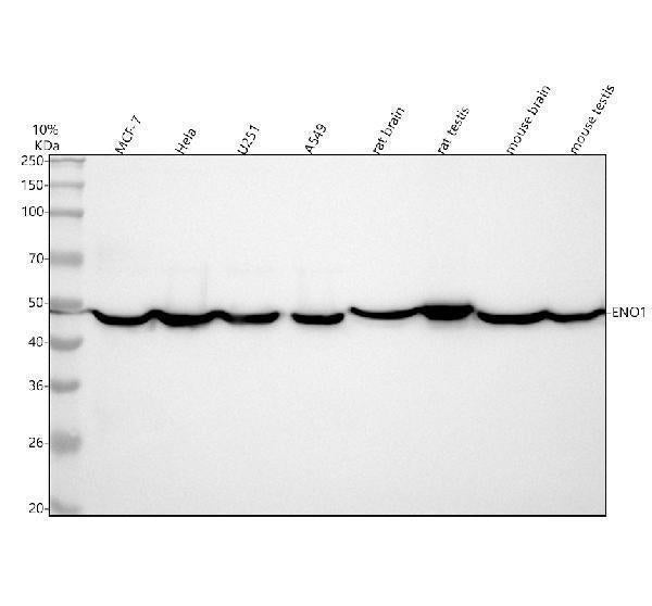 Anti-ENO1/Alpha Enolase Rabbit Monoclonal Antibody