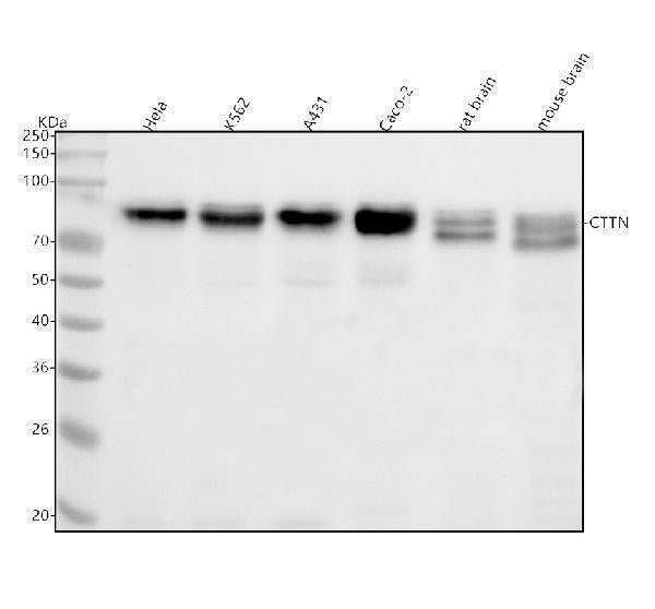 Anti-Cortactin CTTN Rabbit Monoclonal Antibody