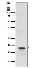 Western blot analysis of SCF expression in recombinant protein.