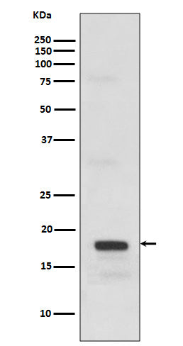 Western blot analysis of SCF expression in recombinant protein.